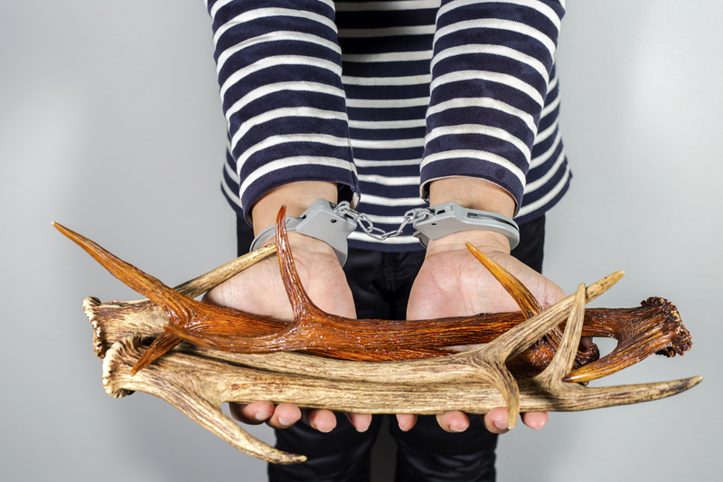 Your Guide to Understanding Builders Skips